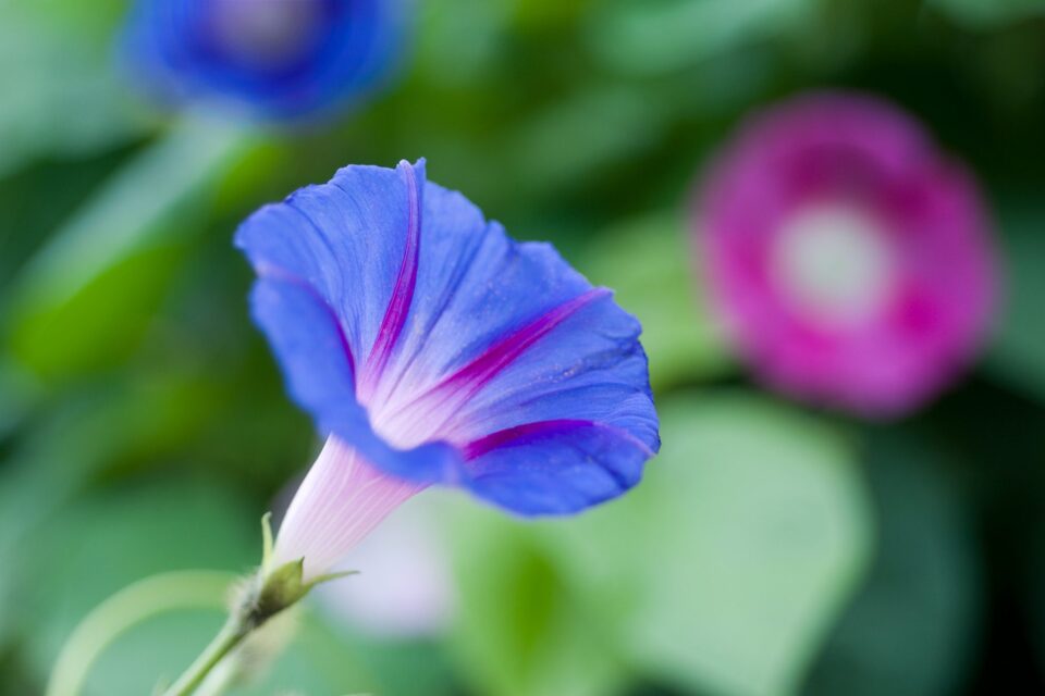 Bringing Color to Your Garden with Beautiful Morning Glory Flowers