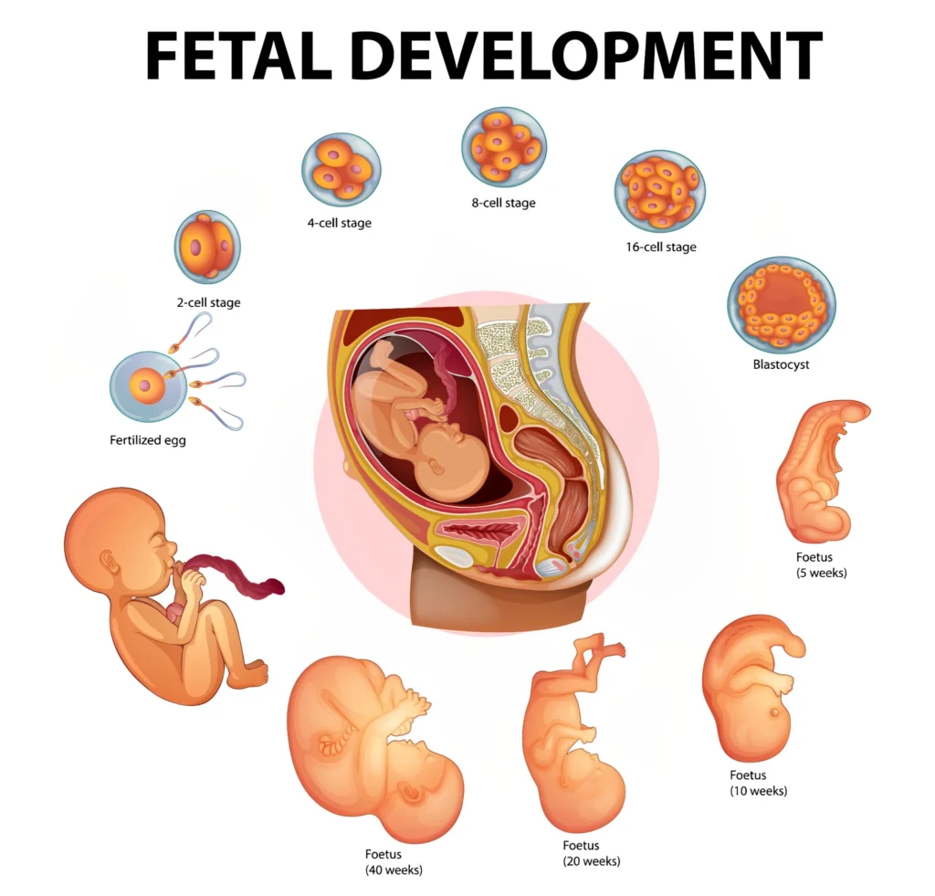 Fetal-Development