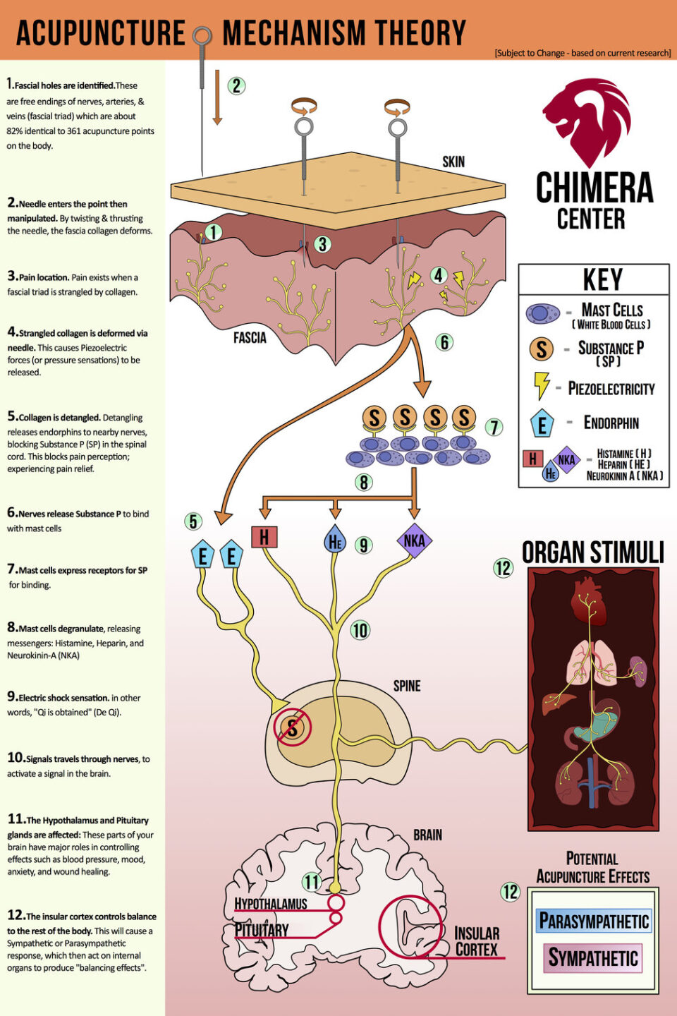 How Acupuncture Works And Its Mechanisms Of Action