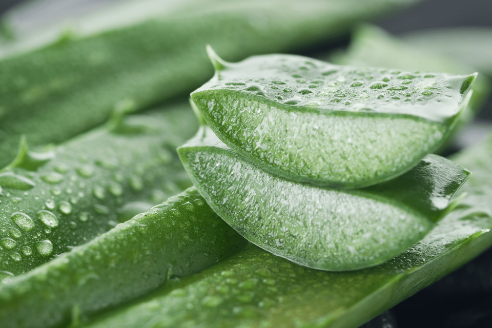 There Are Many Benefits To Using Aloe Vera