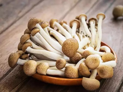 India Mushroom Market