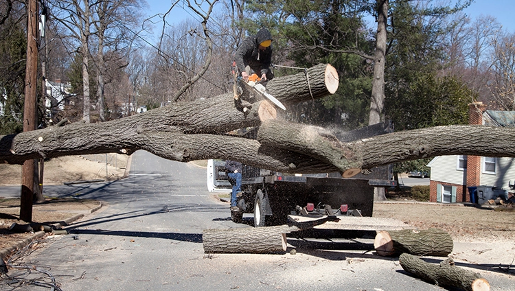 How To Prepare For An Emergency Tree Situation