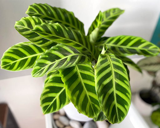 Calathea zebrina