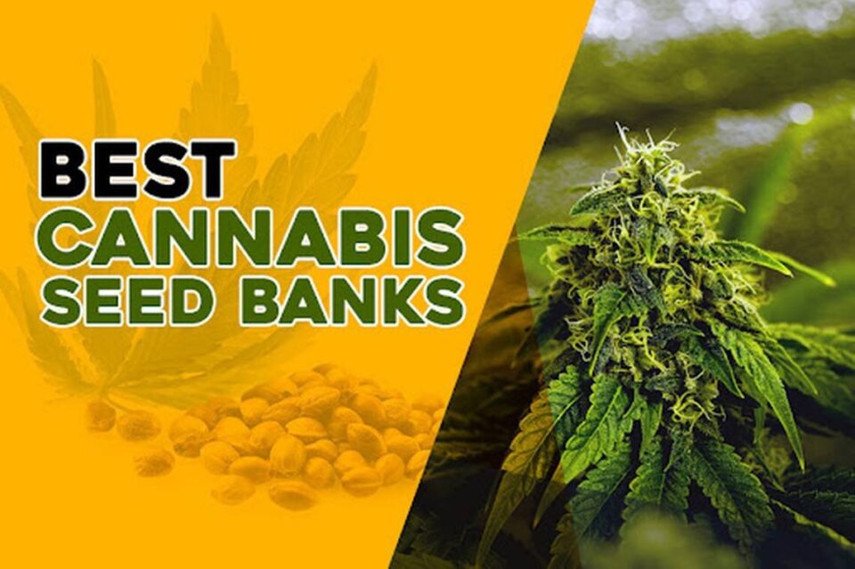 8 Trusted Cannabis Seed Banks Offering Fast Shipping To the USA