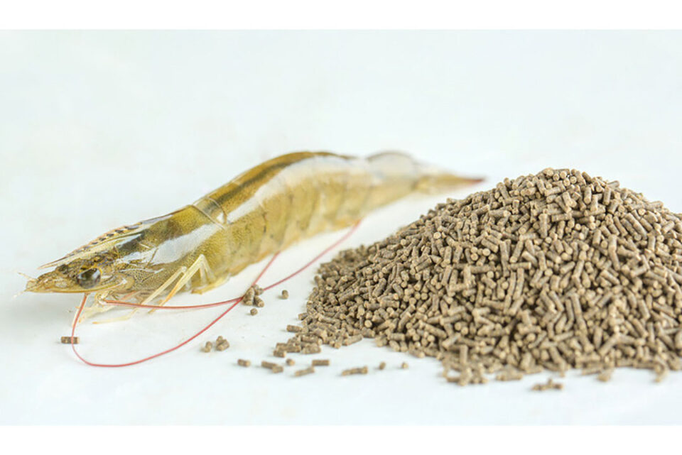 Shrimp Feed Market Report