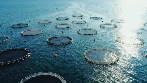 Sustainable Aquaculture