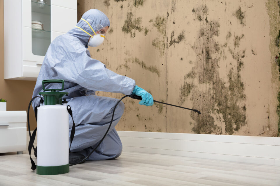 mold removal service