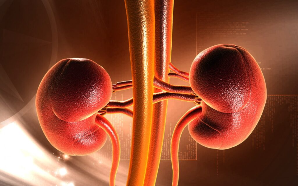 Renal Biomarkers