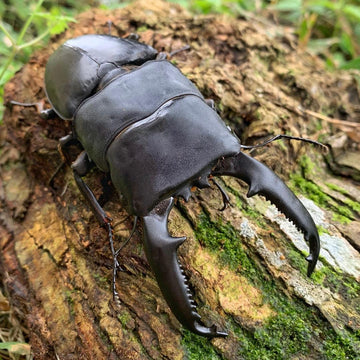 buy stag beetles