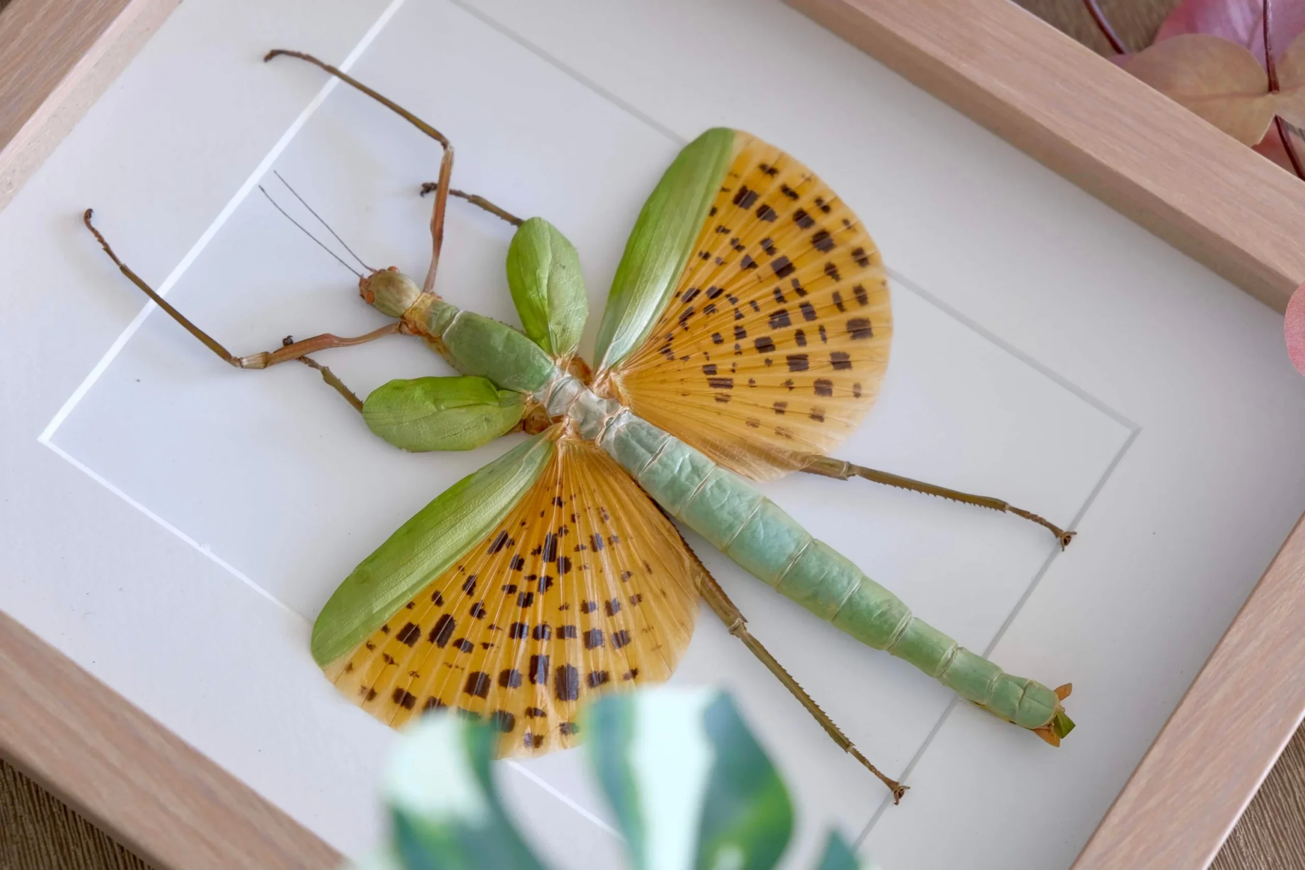 Taxidermy Insects for Sale Australia