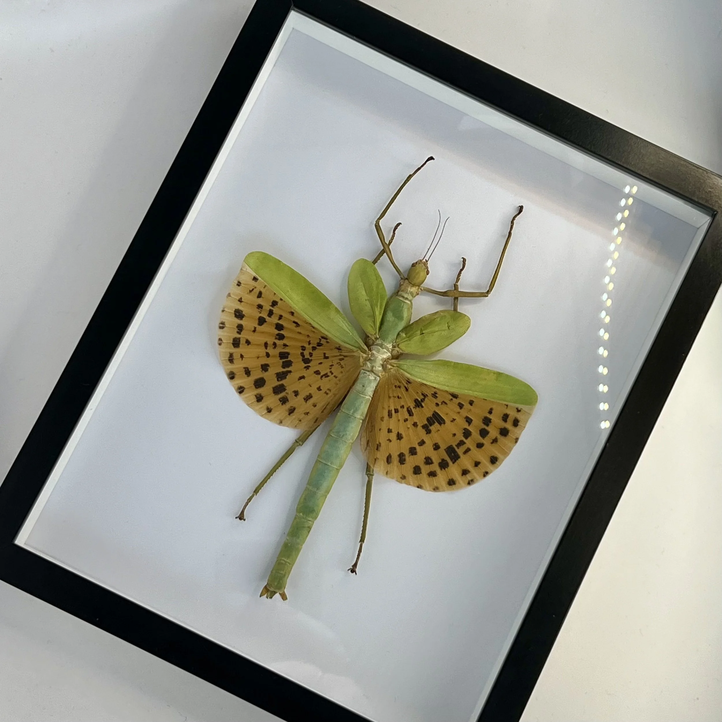 Taxidermy Insects for Sale Australia