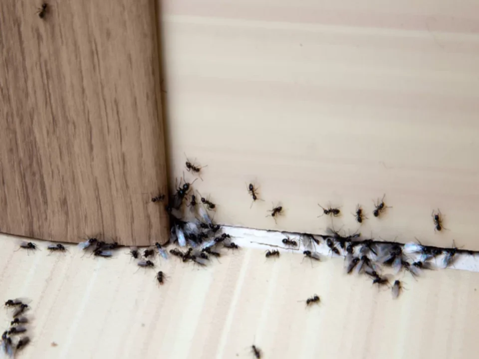 Mice Control Surrey