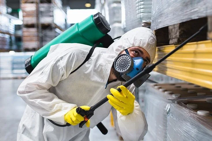 Bed Bug Removal