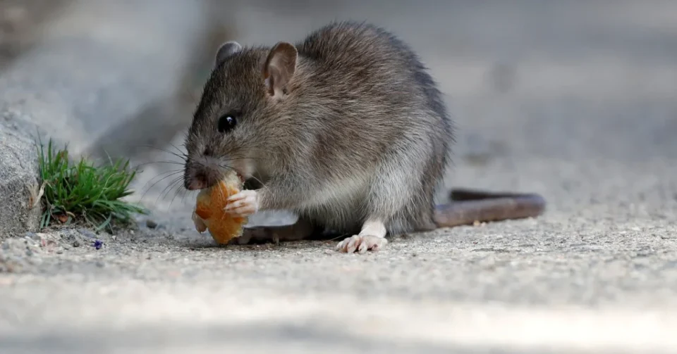 Rat Control Abbotsford