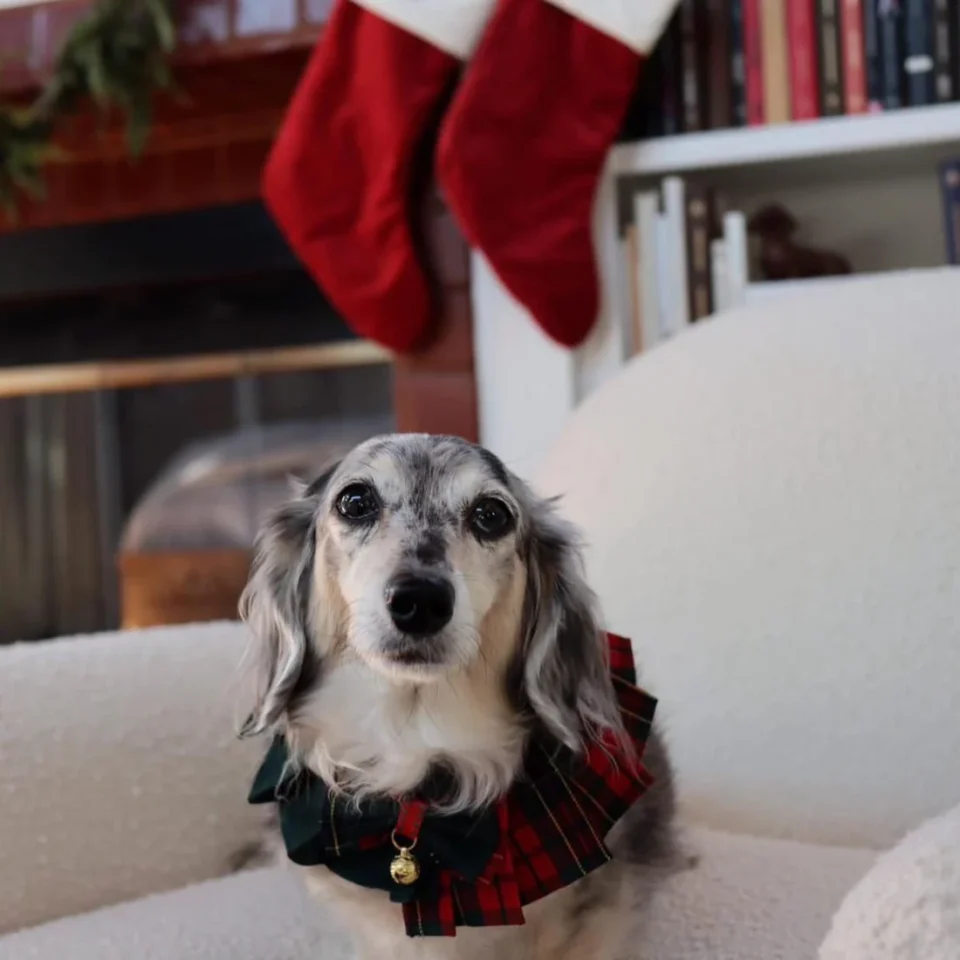 Scottish red and green pet bandana