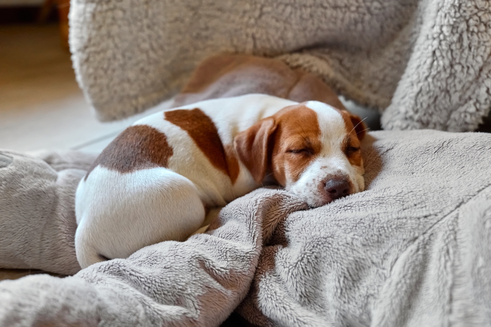 buy warm dog bed