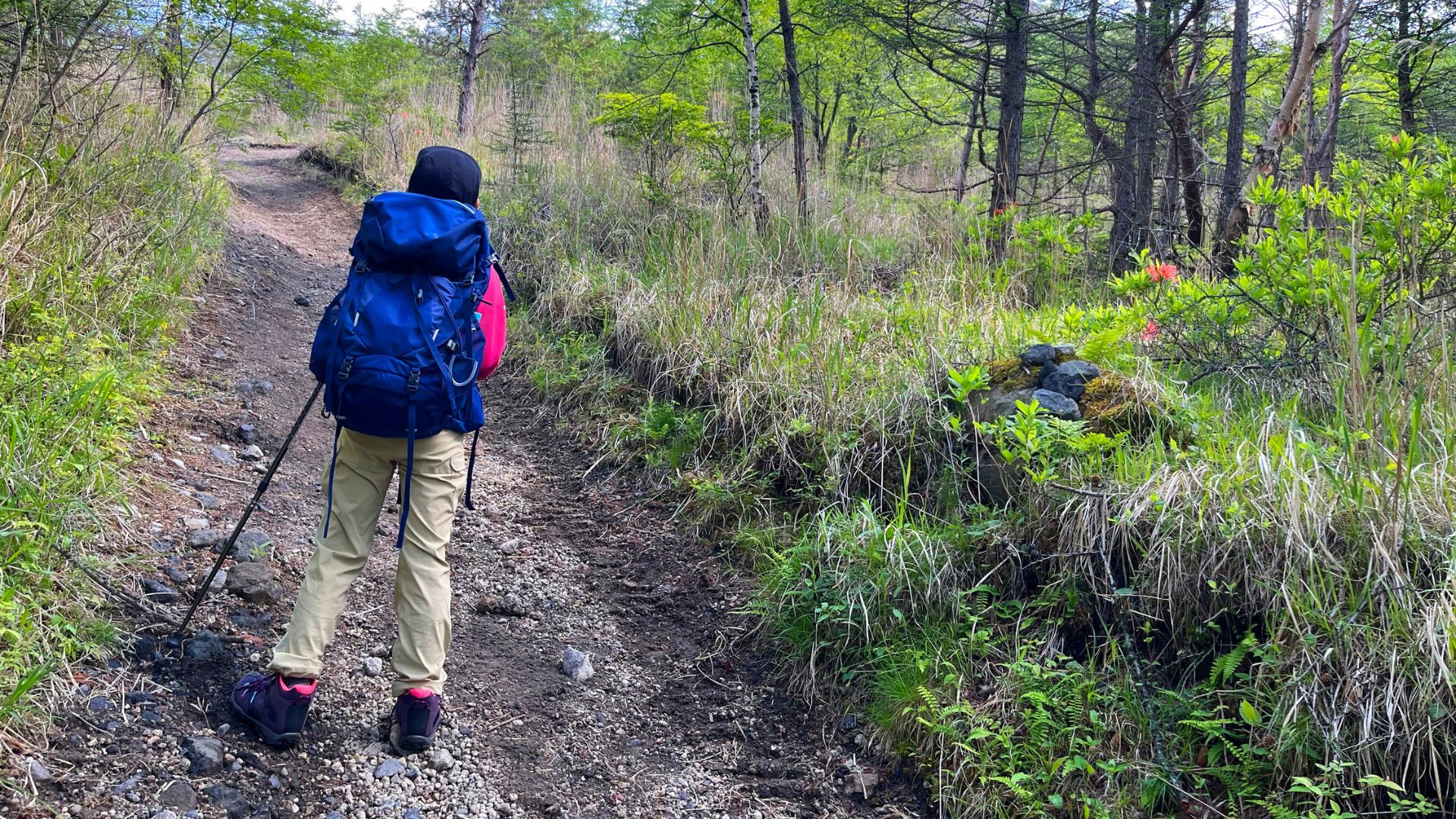 Hiker using walking sticks for hiking on forest trail with backpack