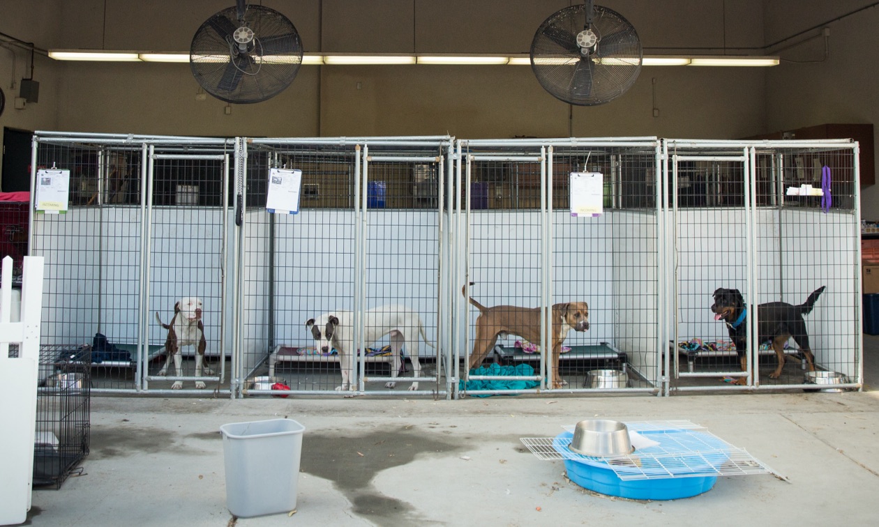 dog boarding kennels Melbourne