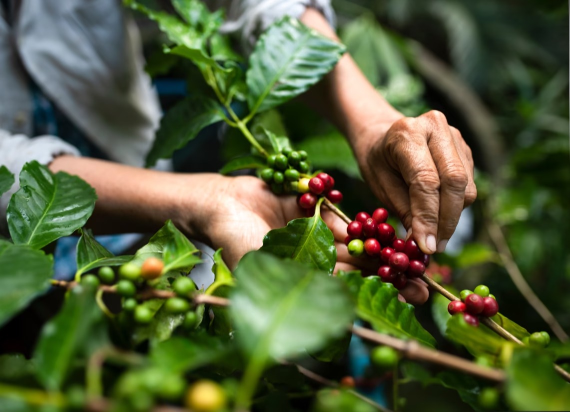 Australian Coffee Subscription Box