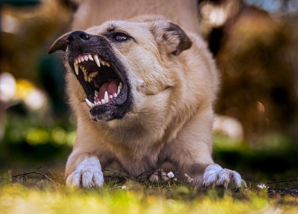 Photo by Alexas Fotos: https://www.pexels.com/photo/an-aggressive-dog-with-sharp-teeth-7364544/